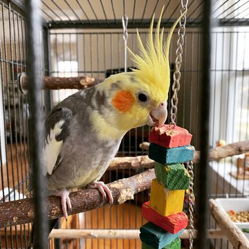 Pipoca brincando com o brinquedo de madeira