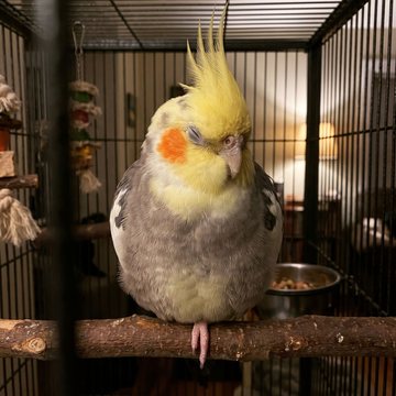 Pipoca dormindo no poleiro