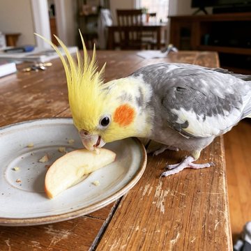 Pipoca comendo uma fatia de maçã num pratinho